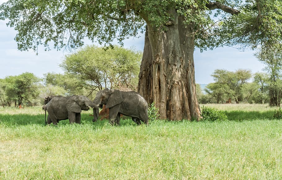 elephant, safari, africa, wildlife, animal, elephants, nature, trunk, big, baobab