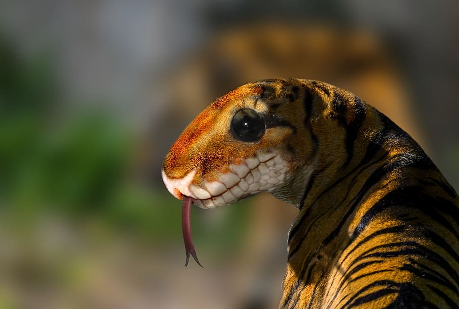 digiart, photomontage, composing, image editing, tiger, python, burmese python, hybrid, nature, artistically