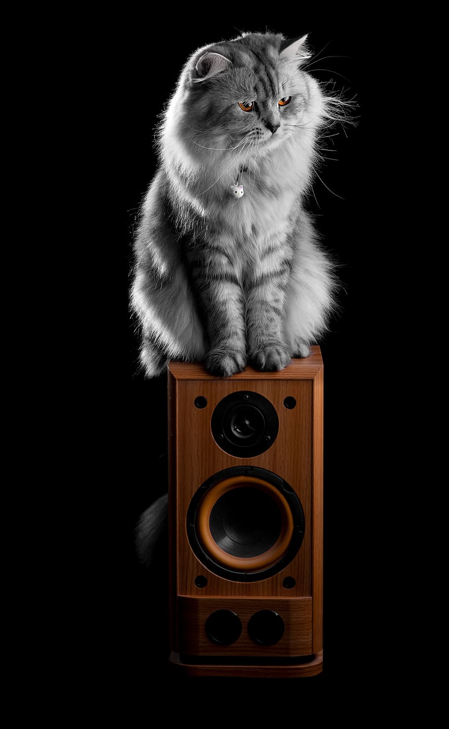 cat, animal, pet, golden eyes, kitten, feline, black background, speaker, one animal, studio shot