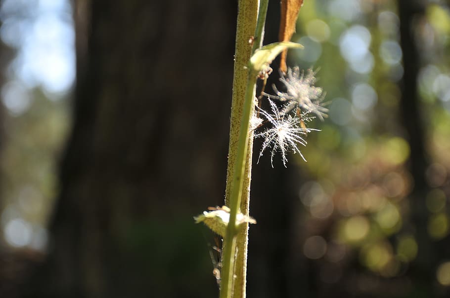 hotspot, forest, plant, nature, pooh, stem, focus on foreground, close-up, day, growth