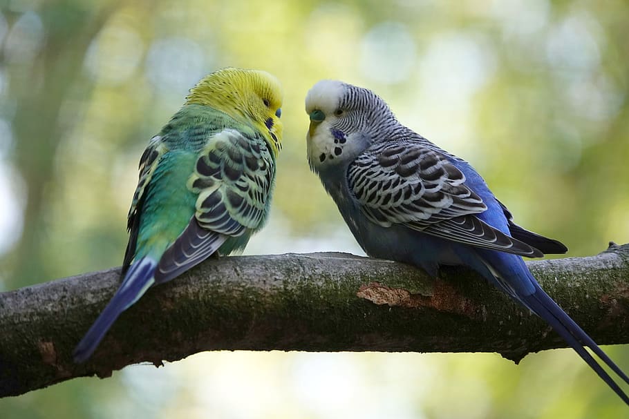 budgie, pair, entertainment, friendship, community, bird, parakeet, blue, green, yellow