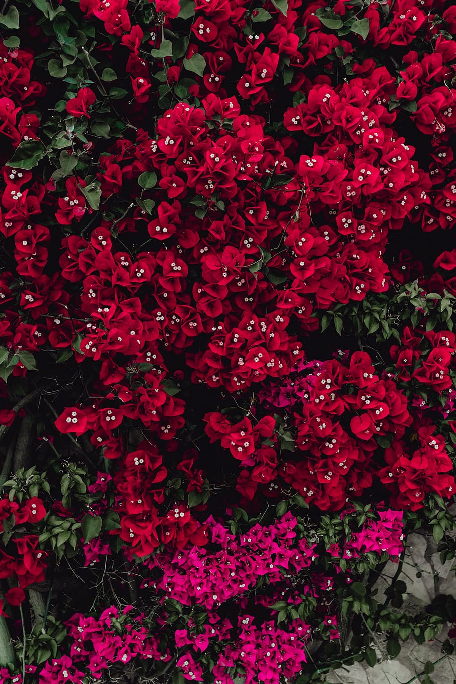 rojo, flores, árbol de buganvilla, portugal, flora, resumen, fondo, floración, floreciente, floral