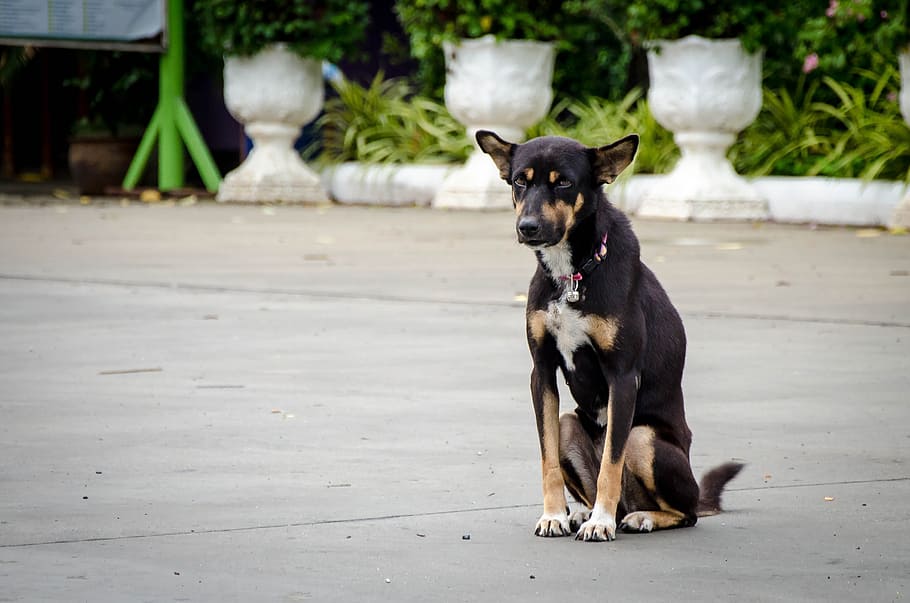 dog, sitting, thai temple, pet, animal, cute, puppy, canine, white, breed