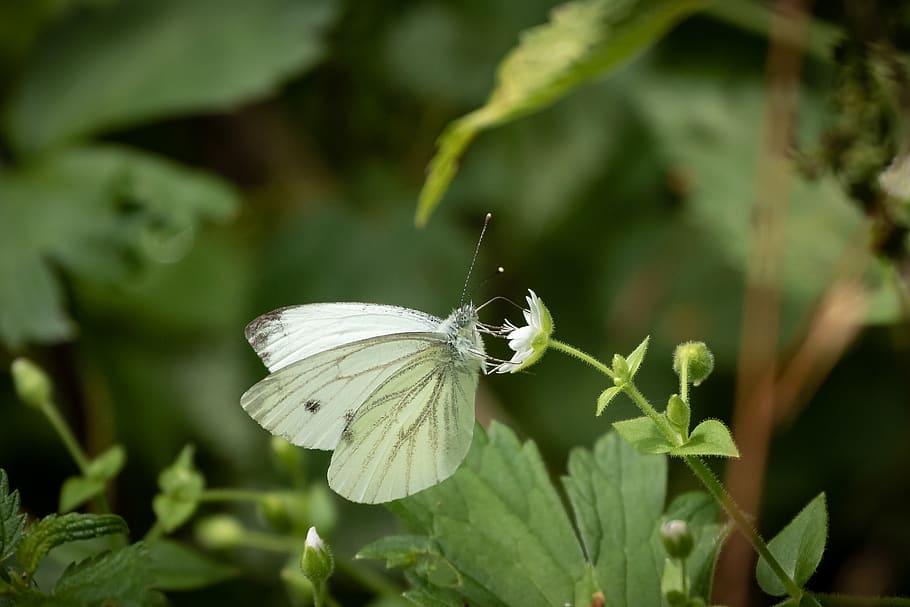 butterfly, white ling, wing, blossom, bloom, hairy, nature, animal, summer, macro