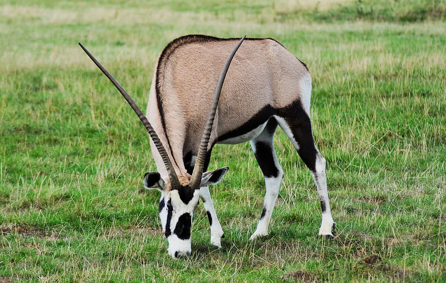 oryx, gazelle, gemsbok, afrika, hewan, kijang, makan, eland, fauna, lapangan