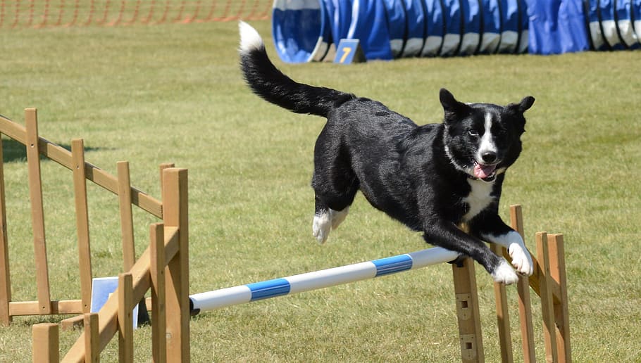 dog, agility, fitness, jump, summer, fun, training, exercise, active, outdoor