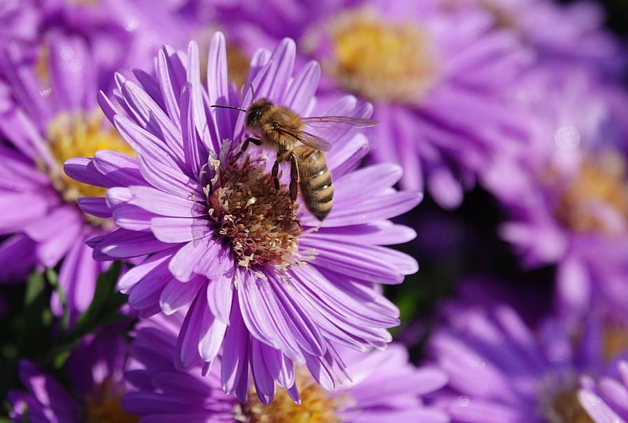 aster, blossom, bloom, insect, close up, purple, bee, plant, botany, nature