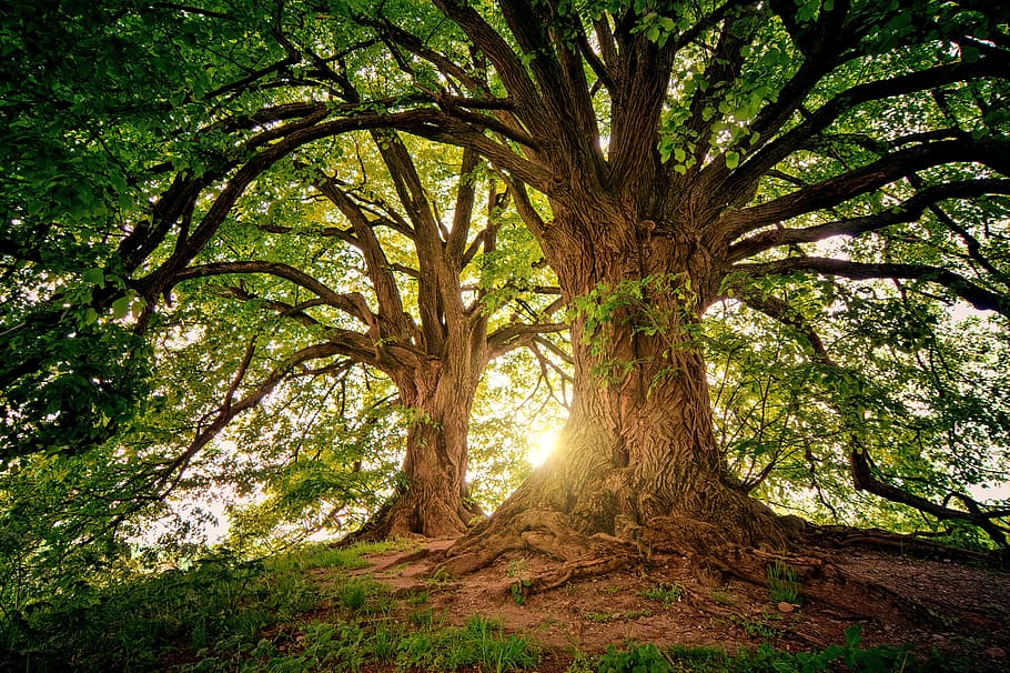 árvore, natureza, madeira, Pôr do sol, luz, folhas, paisagem, verão, primavera, verde
