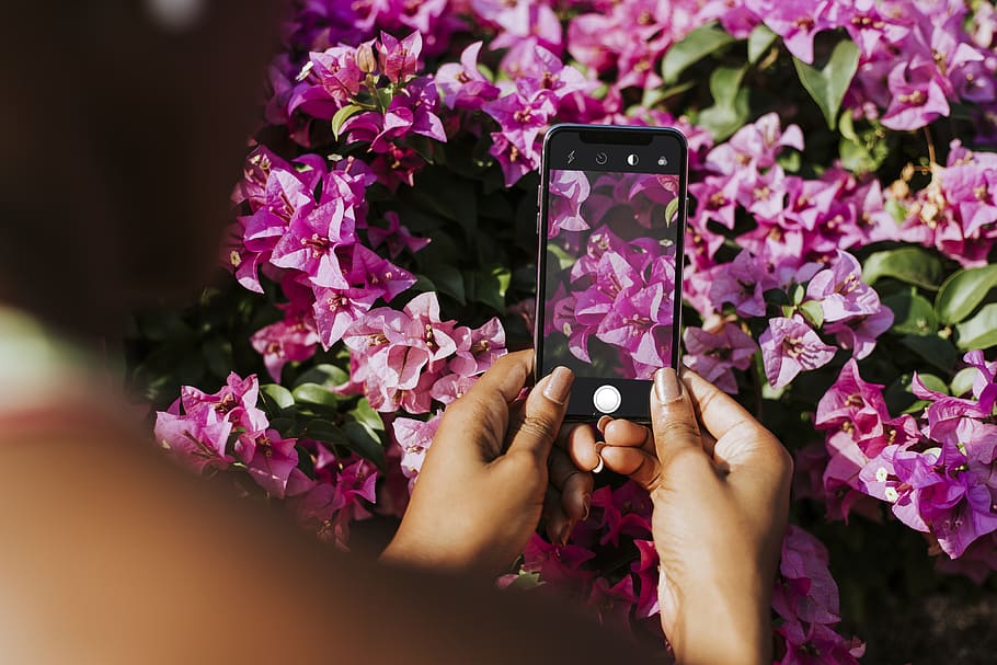 african american, african descent, beautiful, black, bloom, blossom, botanical, botany, bougainvillea, camera phone
