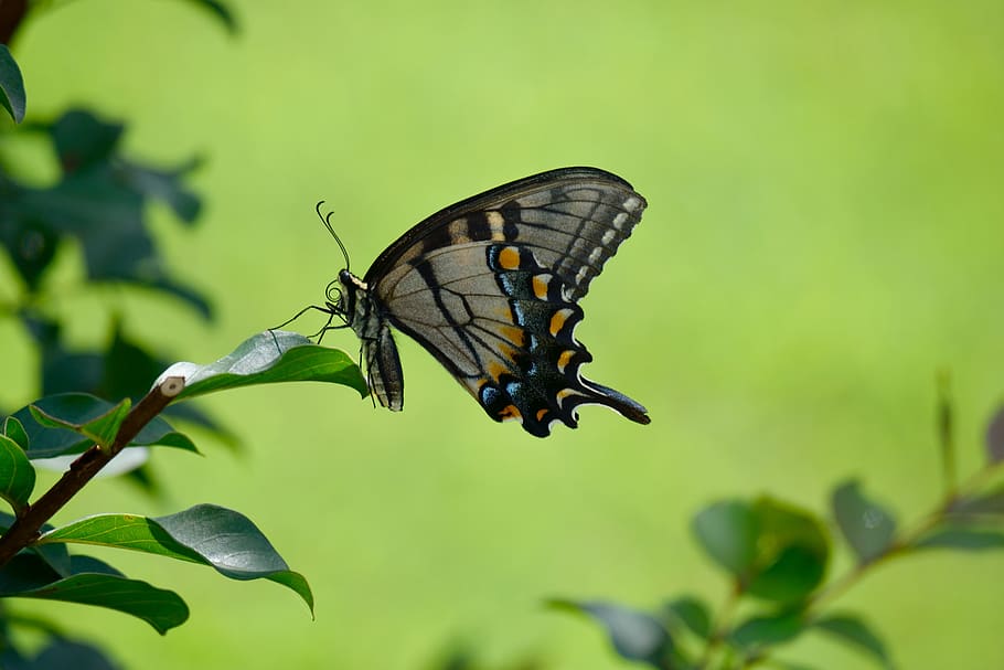 mariposa de cola de golondrina, color, insecto, vida silvestre, mariposa, colorido, cola de golondrina, naturaleza, alas, delicado