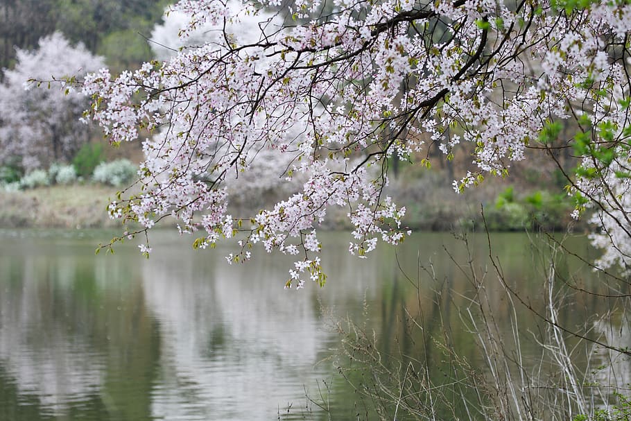 primavera, flor de cerezo, madera, sakura, río, paisaje de primavera, flor blanca, flor, planta floreciendo, planta