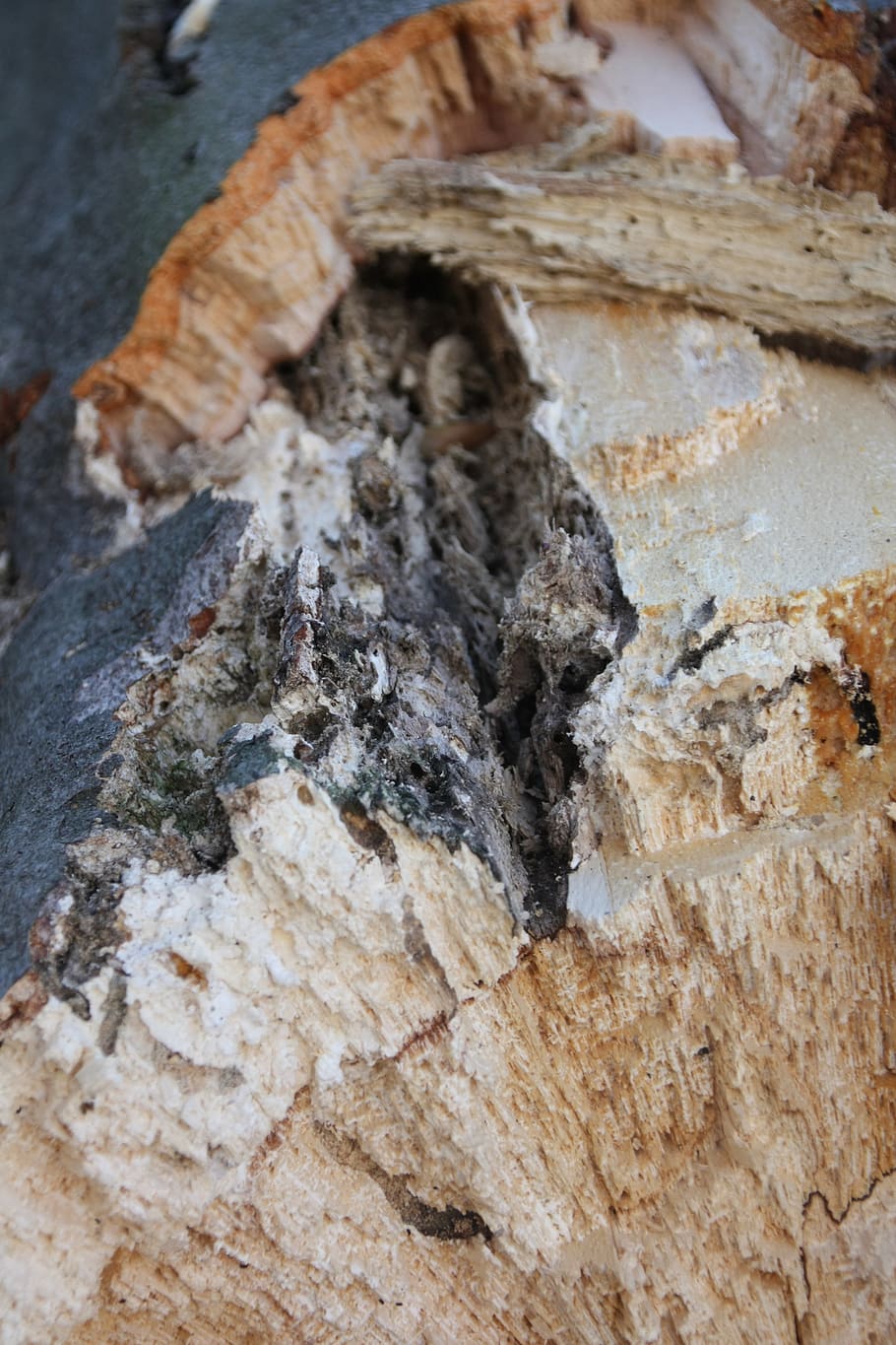 wood, fungus, rot, broken, nature, tree, strain, bark, close-up, textured