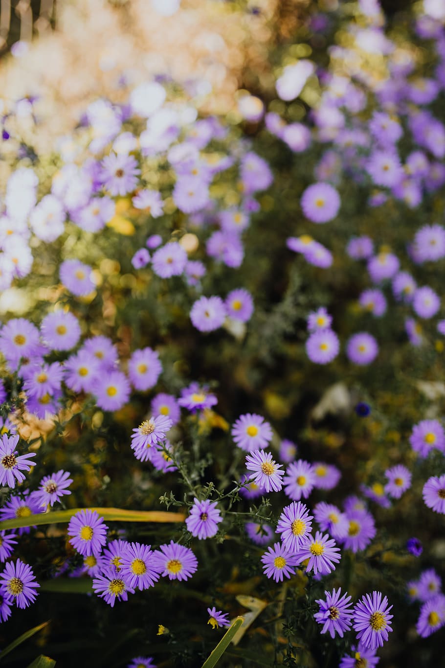 pequeño, púrpura, flores, jardín, flores de color púrpura, otoño, planta floreciente, flor, planta, frescura