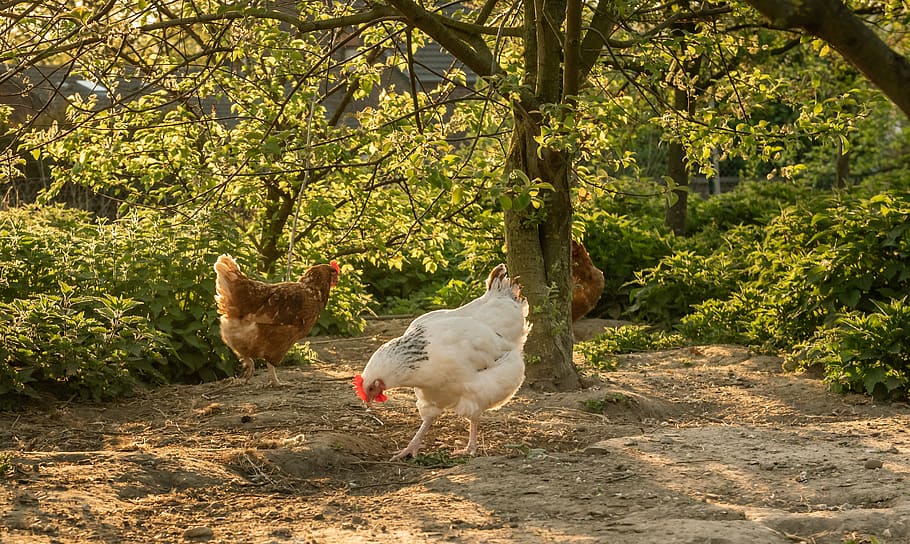 chickens, spout, poultry, outdoor, country life, range, agriculture, nature, animals, mother hen