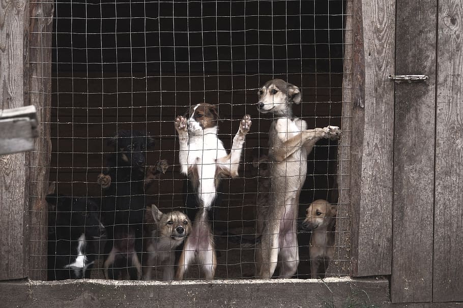 cães, aviário, abrigo, berçário, tristeza, esperança, problemas, cão, cadeia, mamífero