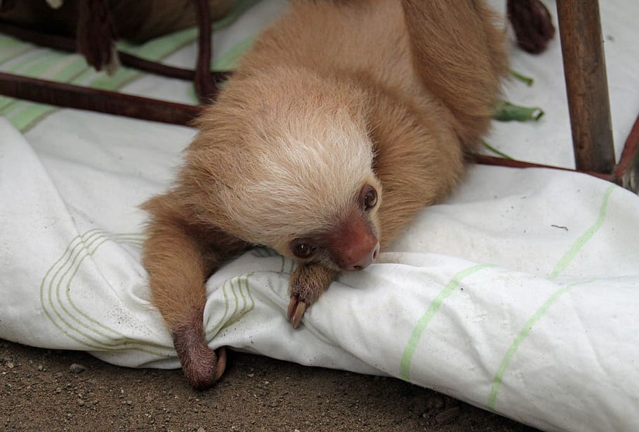 sloths, arboreal, mammals, slow, south america, central america, rainforest, one animal, animal themes, mammal