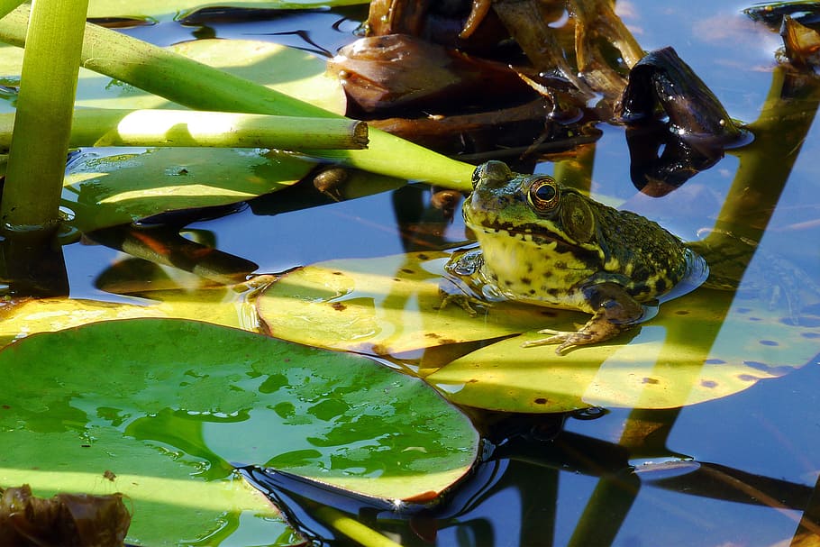 utara, hijau, katak, berjemur, daun teratai air, pad., gambar katak, foto katak, katak hijau, katak perunggu