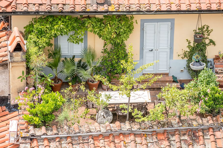 lucca, italy, tuscany, old buildings, trees, garden, terrace, nature, plant, potted plant