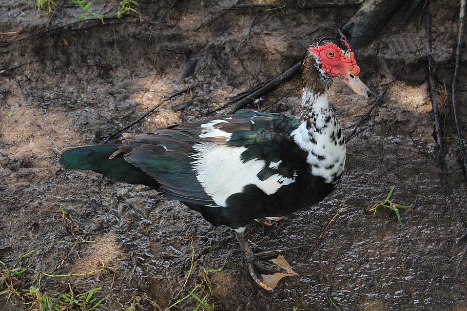 duck, displaced, mud, muscovy duck, feathers, nature, beak, muscovy, bird, red
