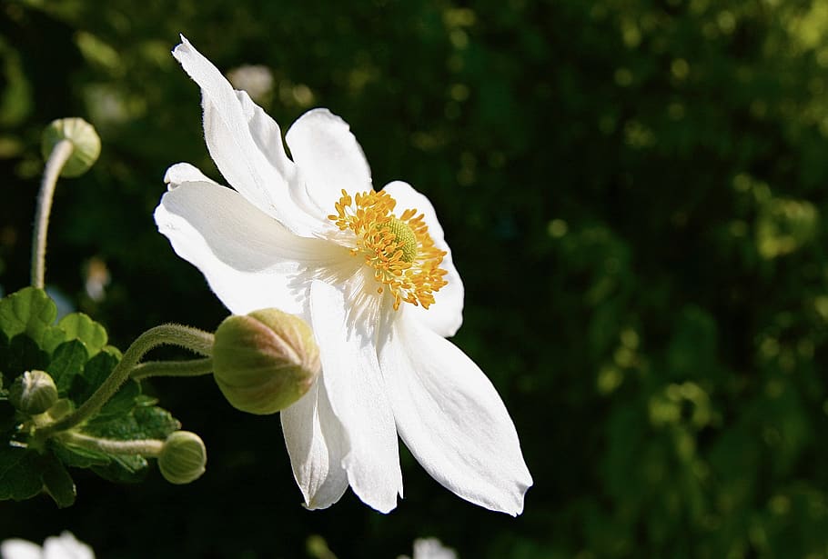 flor, blanco, flores, pétalos, anémona de otoño, planta floreciendo,  planta, fragilidad, belleza en la naturaleza, frescura | Pxfuel