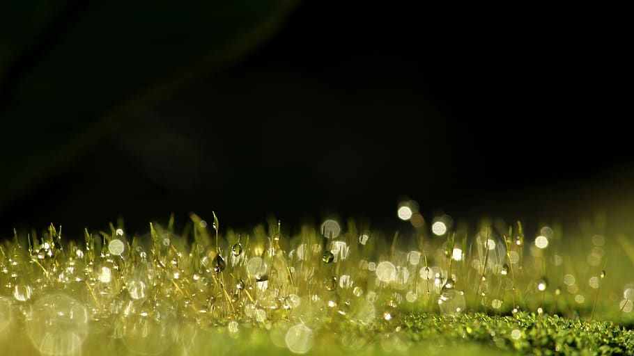 moss, dew, green, nature, wallpaper, plant, drop, wet, water, bokeh
