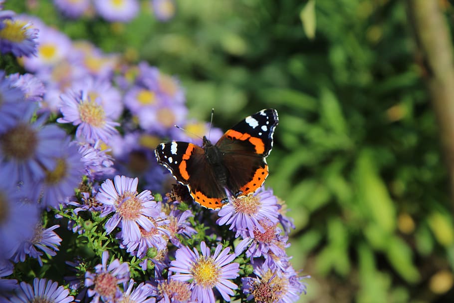 butterfly, butterfly red admiral, vulcan, lepidoptera, insect, flower, flowering plant, invertebrate, animal wildlife, animals in the wild
