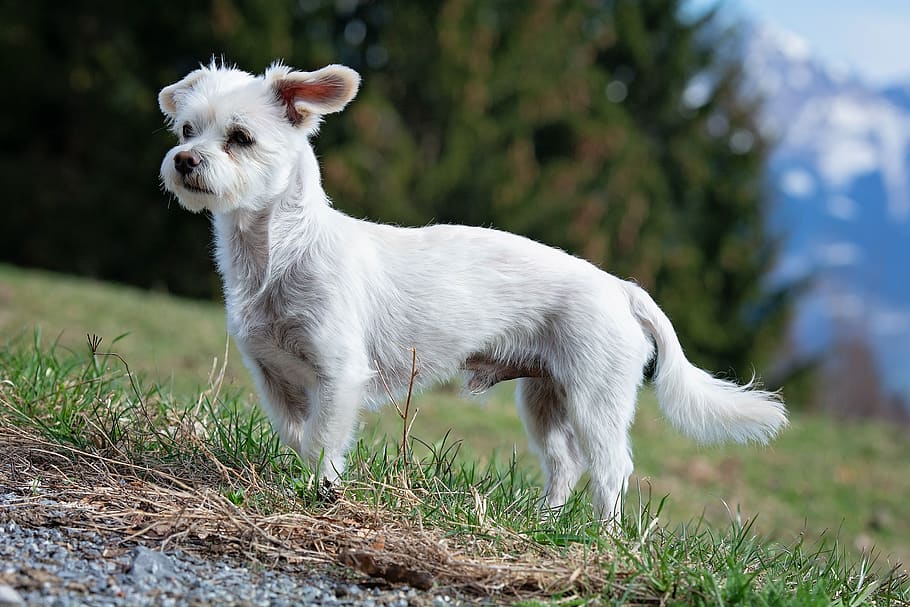 dog, white, male, maltese-havanese, hybrid, animal, pet, wheel, animal themes, domestic