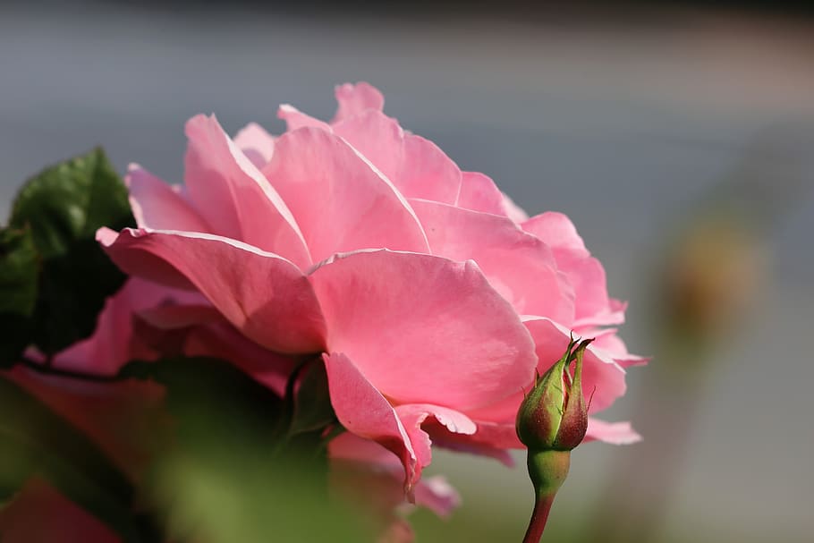 papillon rosa rosa, flor, colorido, naturaleza, al aire libre, belleza en la naturaleza, planta floreciendo, planta, primer plano, pétalo