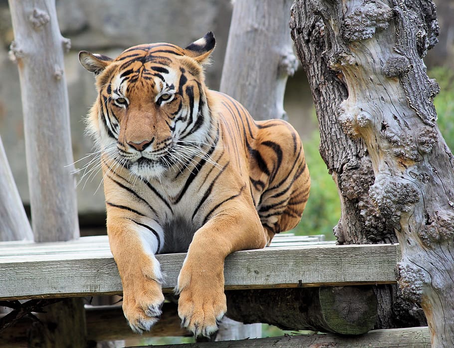tiger, bengali, cat, beast, animal, mammal, predator, zoo, rest, feline