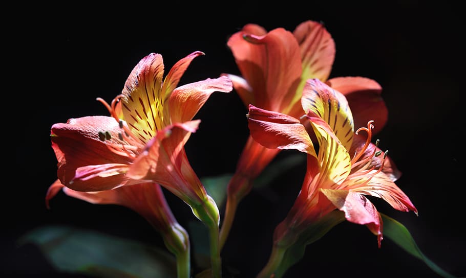 flower, alstroemeria, peruvian lily, lily of the incas, orange, yellow, blossoms, flowering plant, freshness, fragility