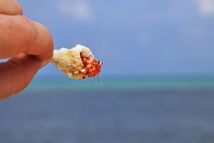 crabs, beach, ocean, maldives, holidays, bank, water, nature, fishing, shellfish