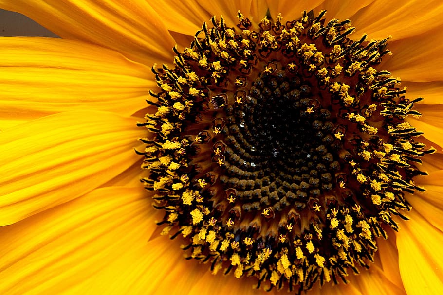 girasol, flor, flores amarillas, verano, polen, estambres, pétalos, flora,  floración, verde | Pxfuel