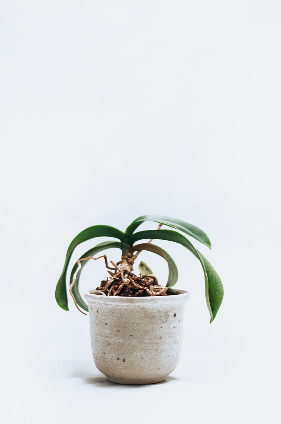 minimal, white, house plant, plant, leaves, grow, nature, house, home, interior design