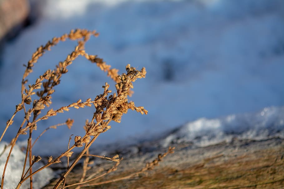 shrub, winter, branch, nature, snow, cold, white, snowy, flower, frost