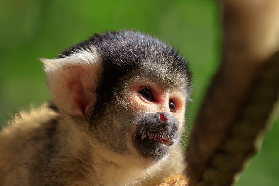 monkey, squirrel monkey, äffchen, mammal, cute, animal world, animal, zoo, tiergarten, capuchin-like