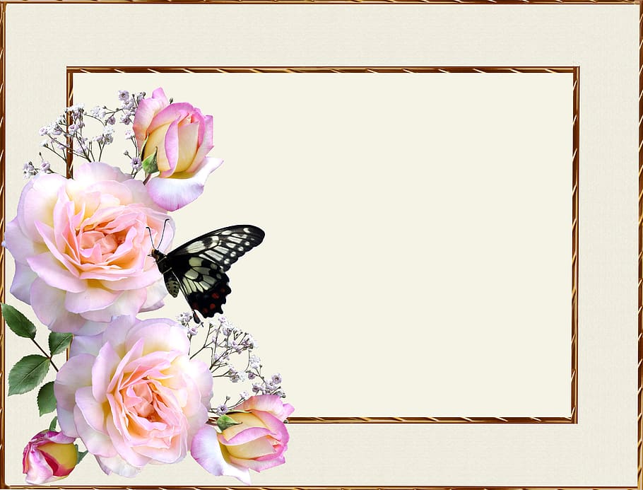 cartão de felicitações, rosas cor de rosa, borboleta, flor, planta, beleza natural, frescura, fragilidade, vulnerabilidade, cabeça de flor