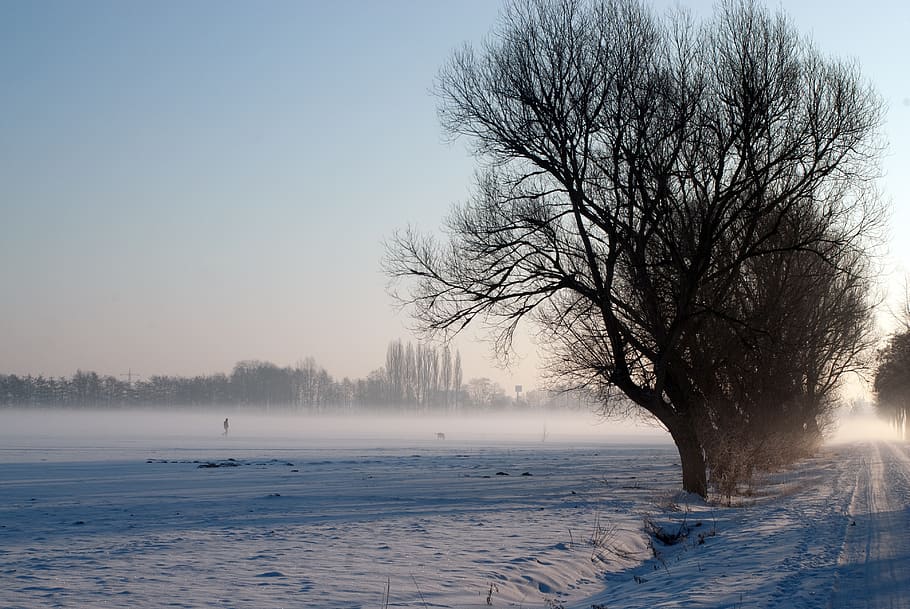 Зимнее поле. Дерево в поле зимой. Грязное поле зима. Утренняя стужа картинки. После зимней стужи по полям бегут