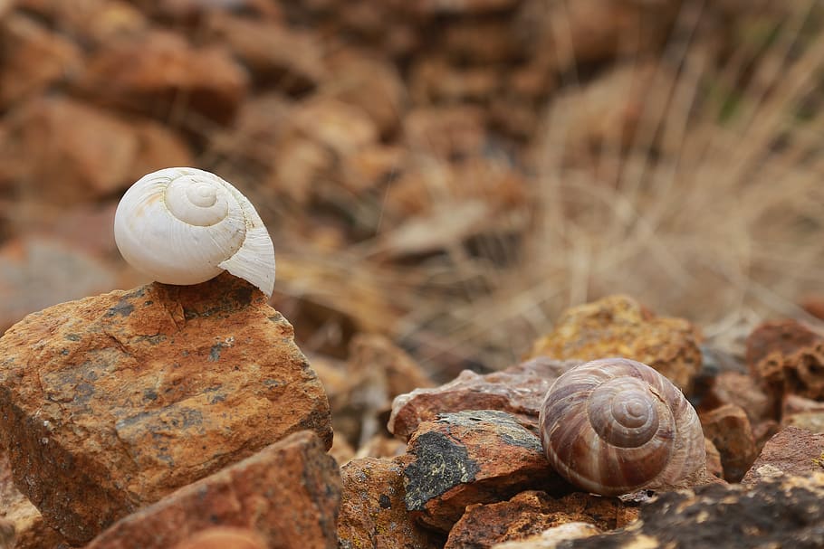 shell, snails, stone, brown, yellow, ot, white, kennedy, nature, animal