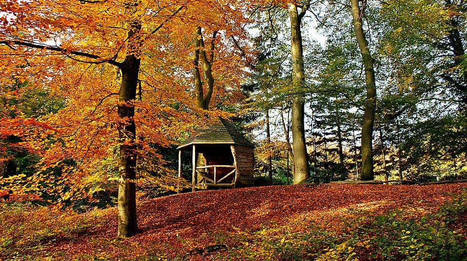 autumn, forest, fall colors, hill, hut, landscape, trees, leaves, vote, light