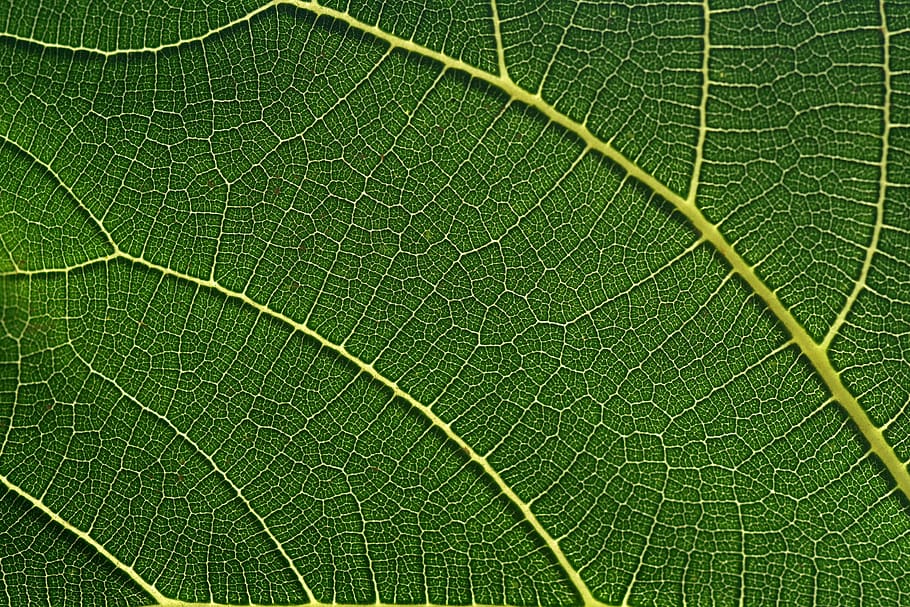 fig leaf, leaf, green, close up, macro, mediterranean, tree, beautiful, structure, texture