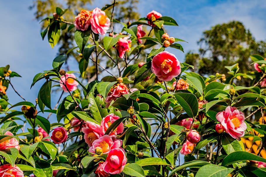 camelias, flores, jardín, planta, naturaleza, flor, florecer, rosa, rojo,  flora | Pxfuel