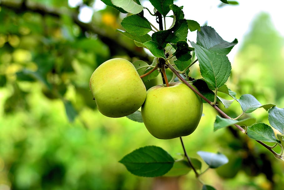 apple, green apple, apple tree, fruit, healthy, harvest, eat, fresh, apple garden, orchard