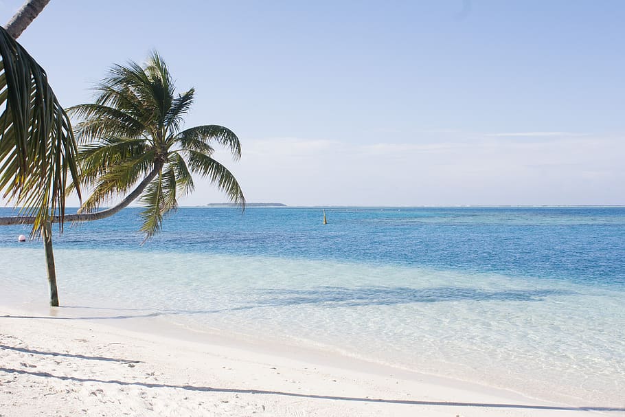 maldivas, playa, conrad, atolón, playa de arena blanca, sombra, palmera, tropical, océano índico, cielo azul