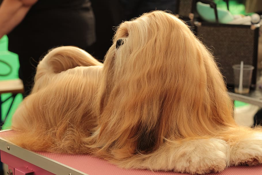 dogshow, lhasa apso, perro, mascota, acceso remoto, raza de perro, ella, retrato, pelo largo, perfil