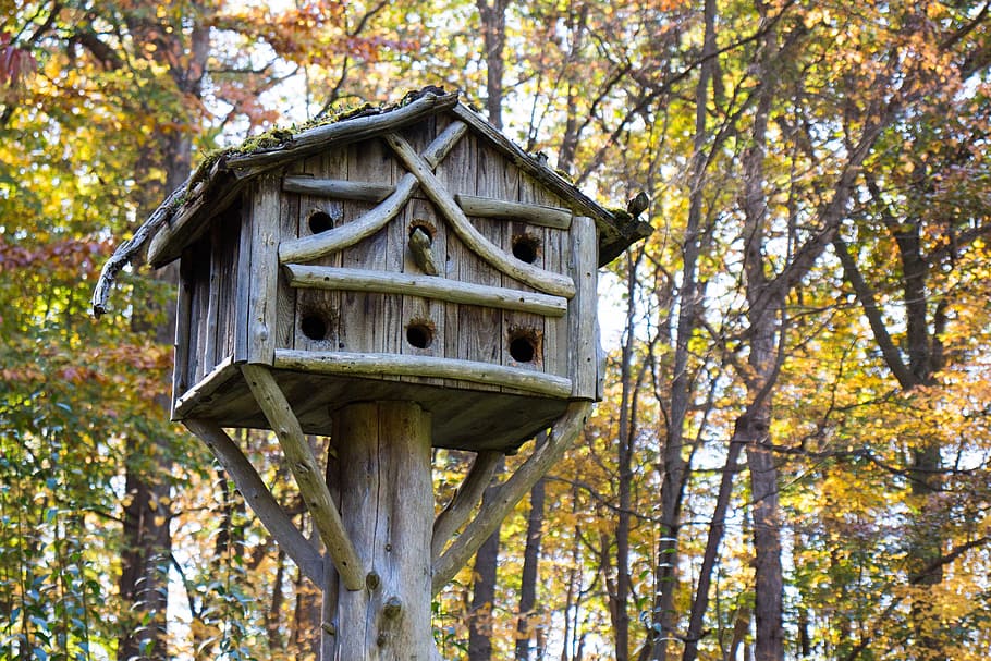 bird house, community birds, birds., bird, birdhouse, aviary, wooden, wood, tree, trunk