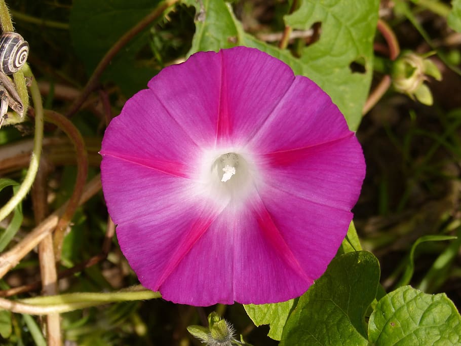 flor, campana, campanula, magenta, violeta, planta floreciendo, frescura,  pétalo, planta, vulnerabilidad | Pxfuel