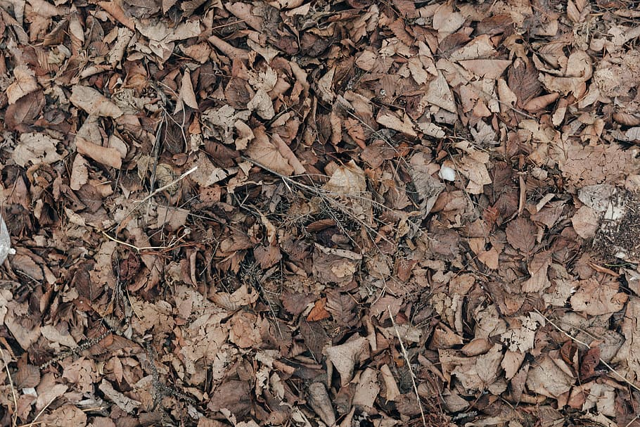 close, dead, leaves, texture, ground, dry, twigs, sticks, tree, fall