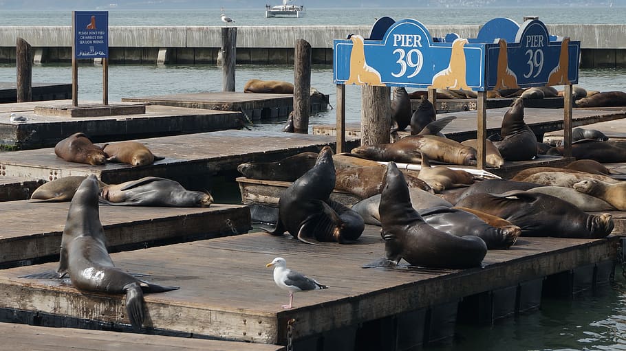 seals, california, san fransisco, bay, water, sights, pier 39, animal, group of animals, animal themes