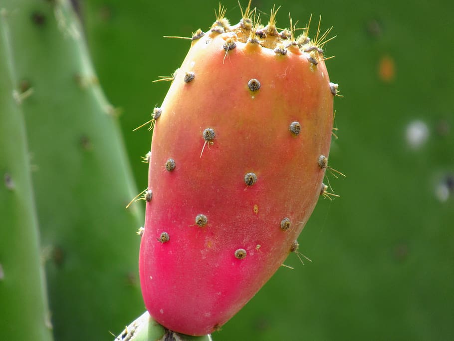 cactus, tenerife, plant, prickly, colorful, succulent plant, close-up, fruit, prickly pear cactus, healthy eating