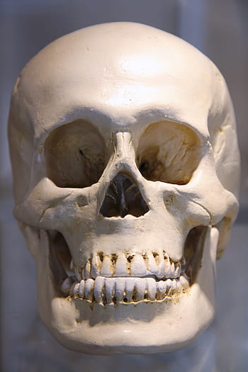 human skull photography, skull, human, head, skeleton, bone, horror ...